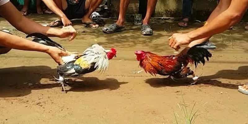 Đá gà FM88 Tổng quan về đấu trường đá gà FM88 tại FM88